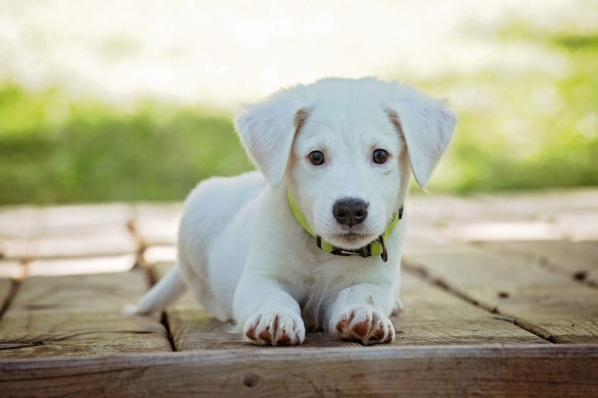cucciolo-cagnolino-1200x800.jpg