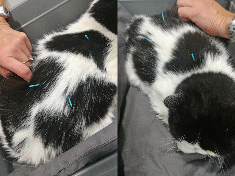 agopuntura veterinaria Valsangone agopuntura veterinaria Valsangone