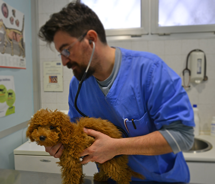 cardiologia veterinaria Valsangone cardiologia veterinaria Valsangone