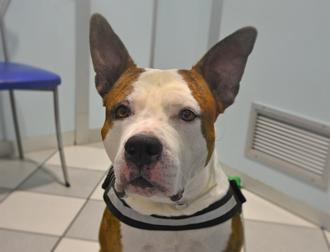 dermatologia veterinaria Valsangone dermatologia veterinaria Valsangone