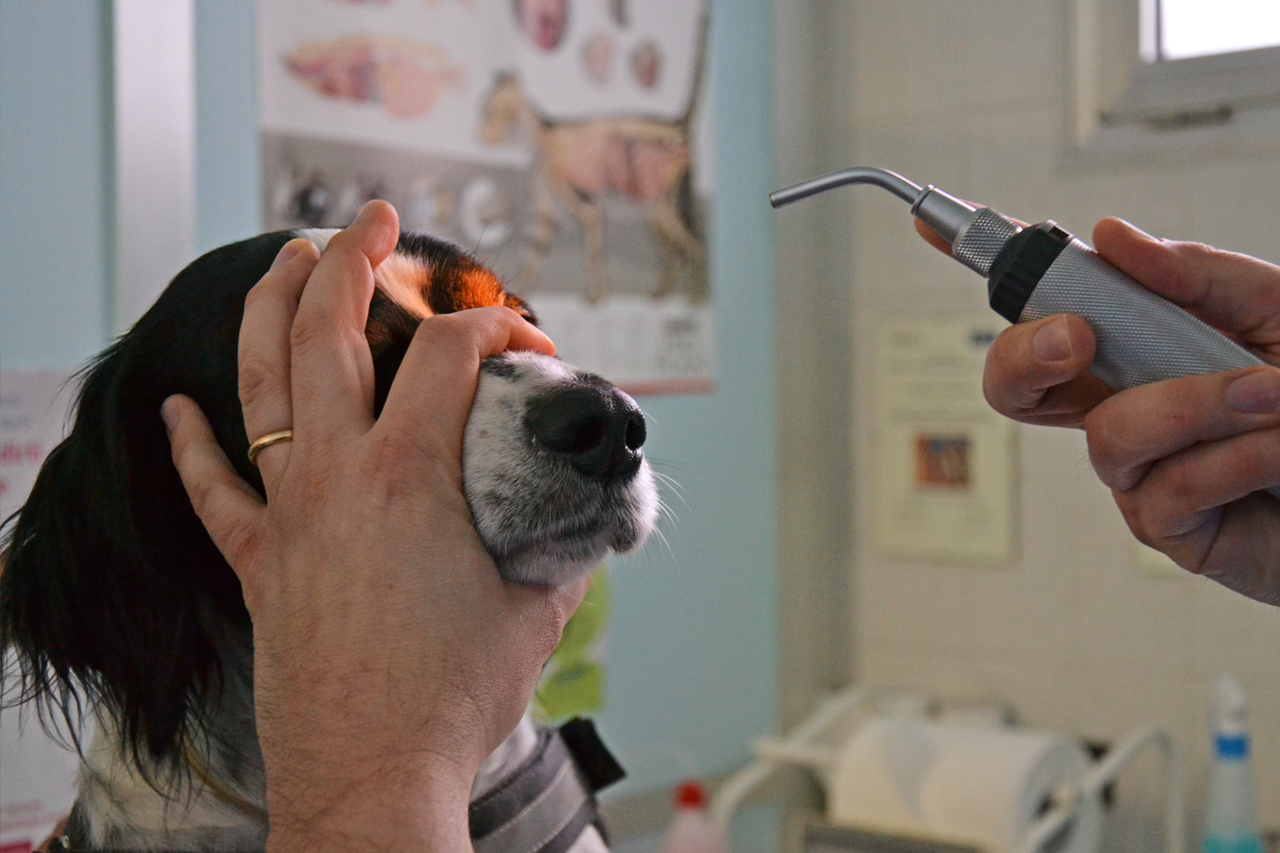 neurologia veterinaria Valsangone neurologia veterinaria Valsangone