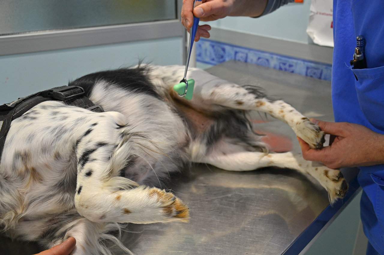 neurologia veterinaria Valsangone neurologia veterinaria Valsangone