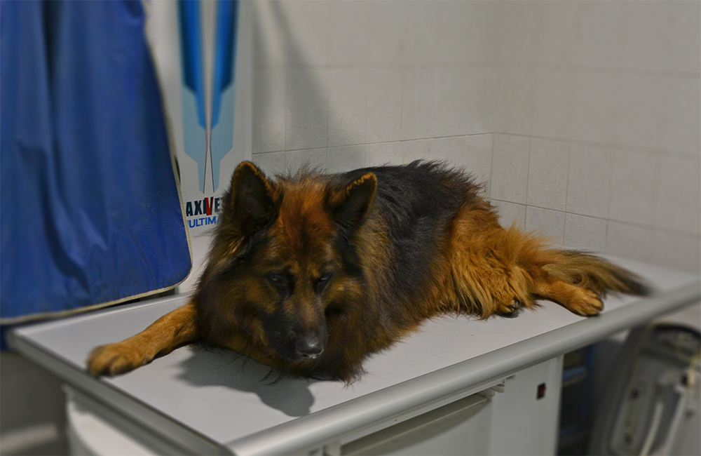 radiologia veterinaria Valsangone radiologia veterinaria Valsangone